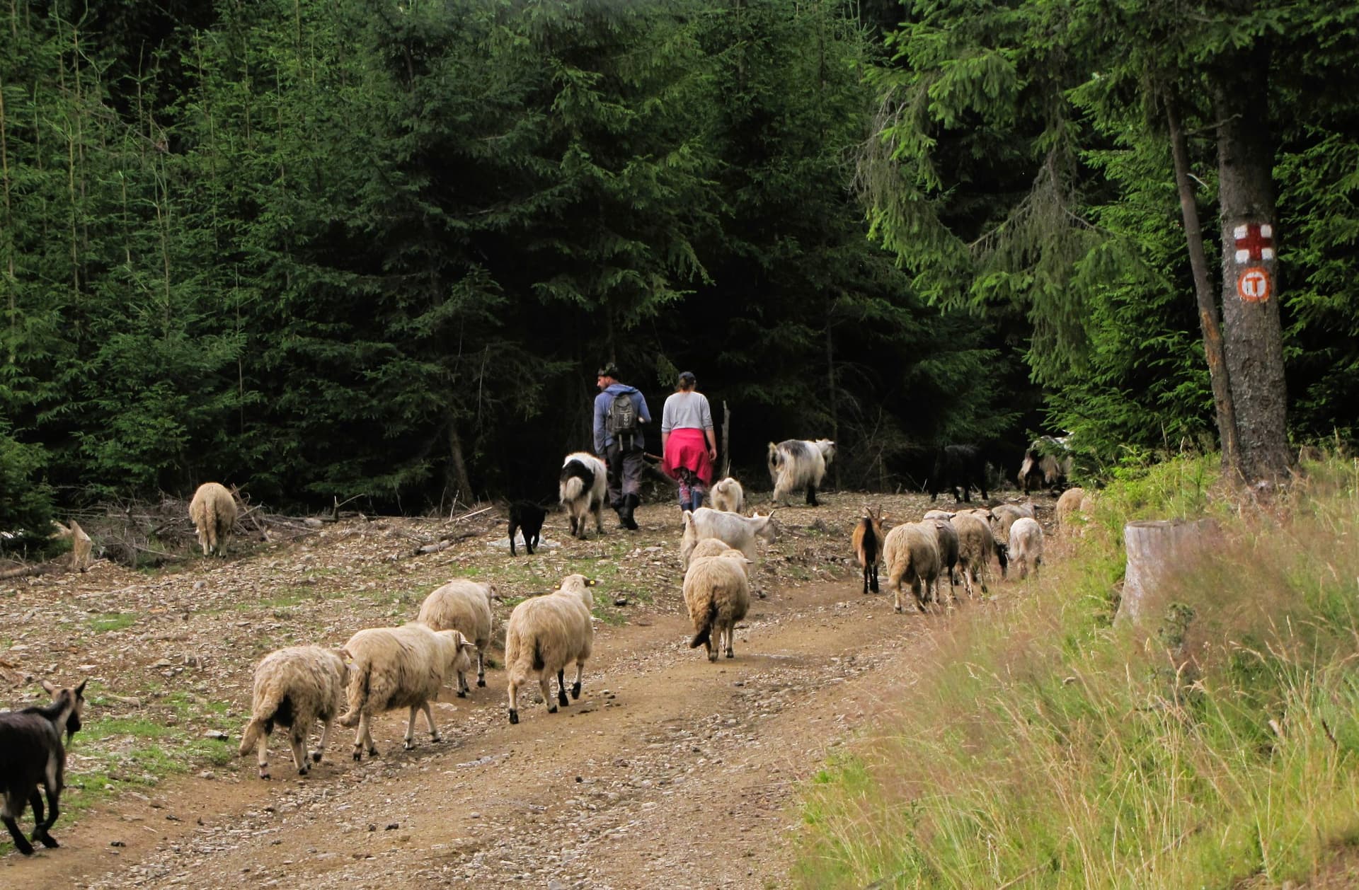 Doi ciobani conduc o turmă de oi pe un drum forestier de pământ, mărginit de brazi; pe un trunchi din dreapta se vede marcajul roșu-alb cu litera „T” al traseului Via Transilvanica.